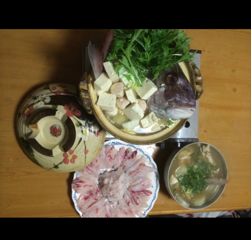 マダイの釣果