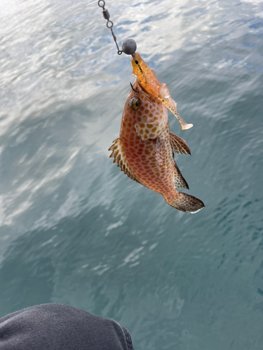 ハタの釣果