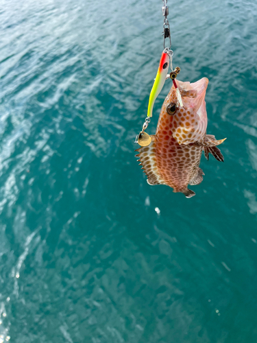 ハタの釣果