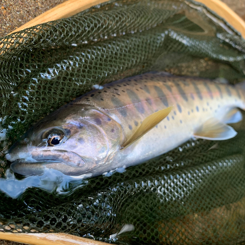 ヤマメの釣果