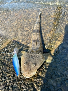 マゴチの釣果