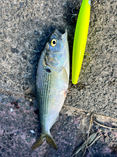 コノシロの釣果