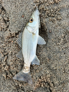 セイゴ（ヒラスズキ）の釣果