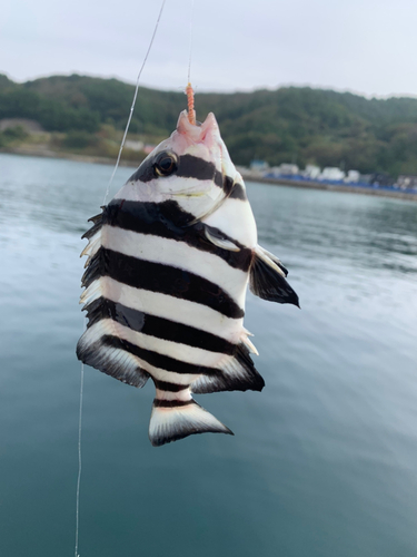 イシダイの釣果