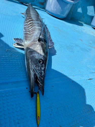 オキサワラの釣果