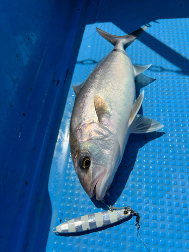 カンパチの釣果