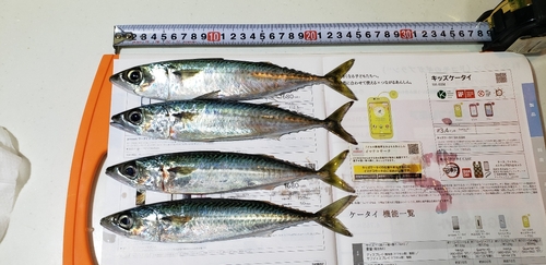 サバの釣果