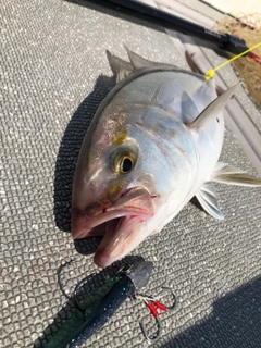 カンパチの釣果