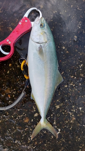 ワカシの釣果