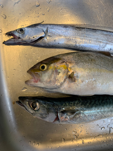 ショゴの釣果