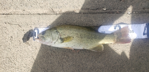 ブラックバスの釣果