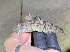 アサヒアナハゼの釣果