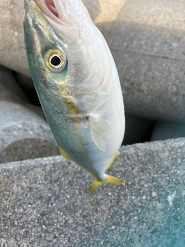 ツバイソの釣果