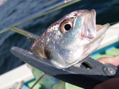 イシモチの釣果