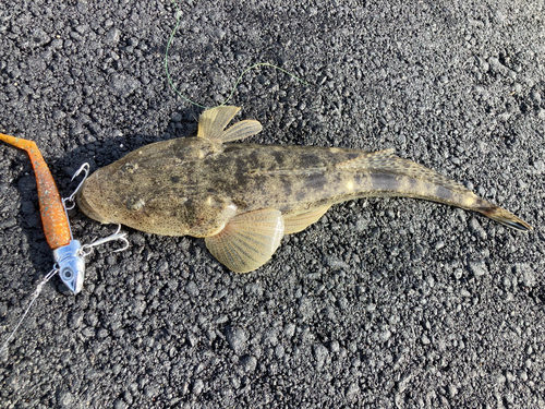 マゴチの釣果