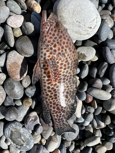 オオモンハタの釣果