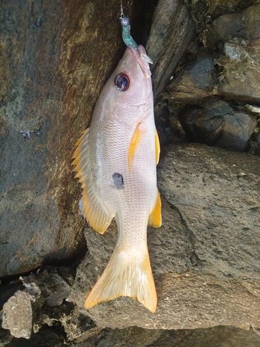 イッテンフエダイの釣果