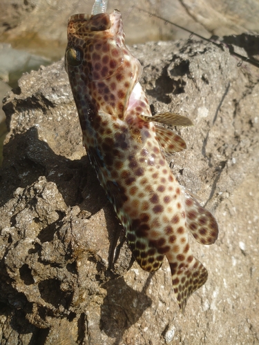 イシミーバイの釣果