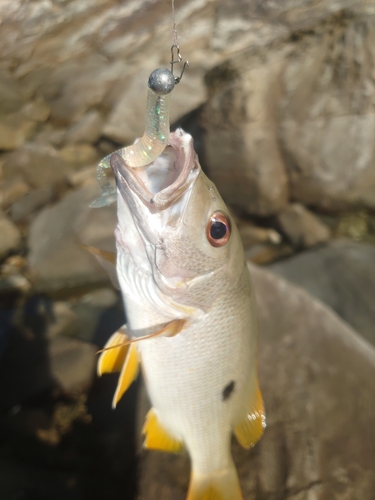 イッテンフエダイの釣果