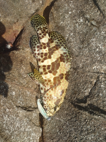 イシミーバイの釣果