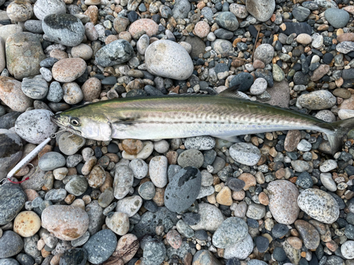 サゴシの釣果