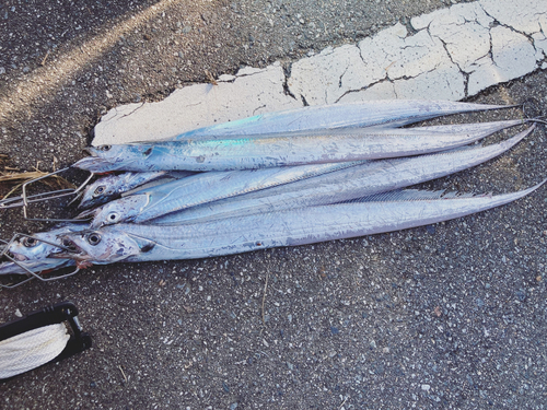 タチウオの釣果