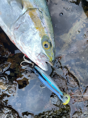 ヒラマサの釣果