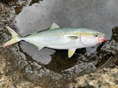 メジロの釣果