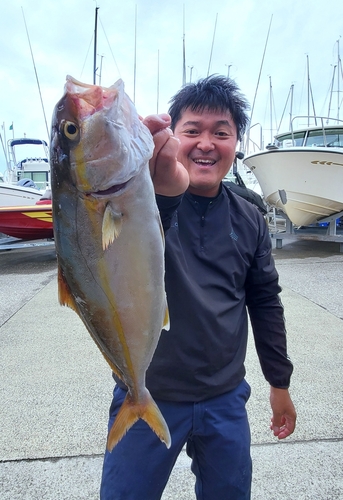 カンパチの釣果