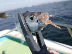 マアジの釣果