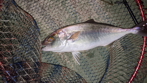 シオの釣果