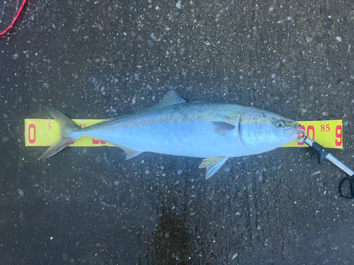 メジロの釣果