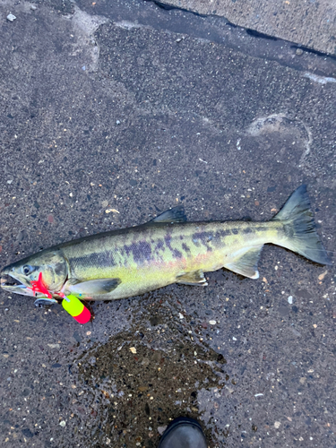 アキアジの釣果