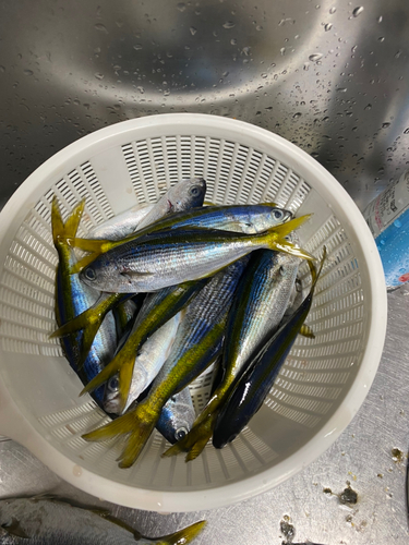 タカベの釣果