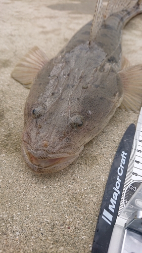 マゴチの釣果