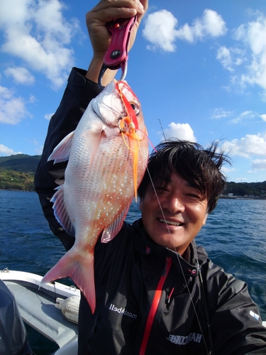 マダイの釣果