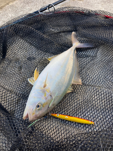 ショゴの釣果