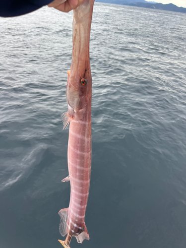 ヘラヤガラの釣果