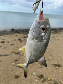 ガーラの釣果