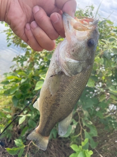 ラージマウスバスの釣果