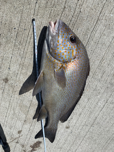 コロダイの釣果