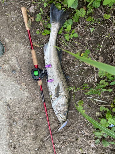 スズキの釣果