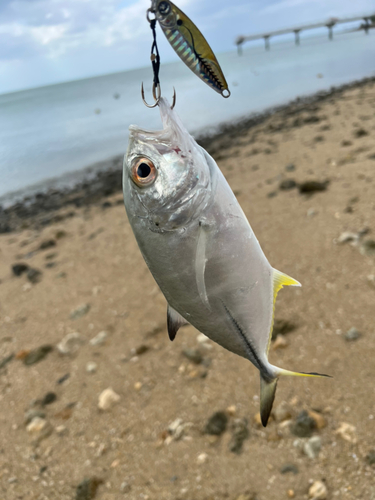 ガーラの釣果