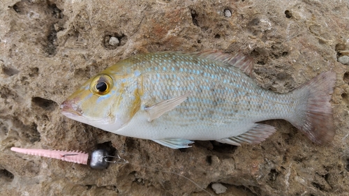 ハマフエフキの釣果