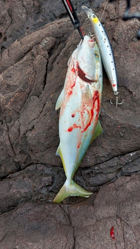 イナダの釣果