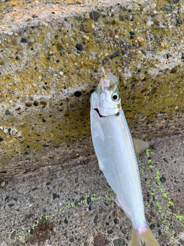 サッパの釣果