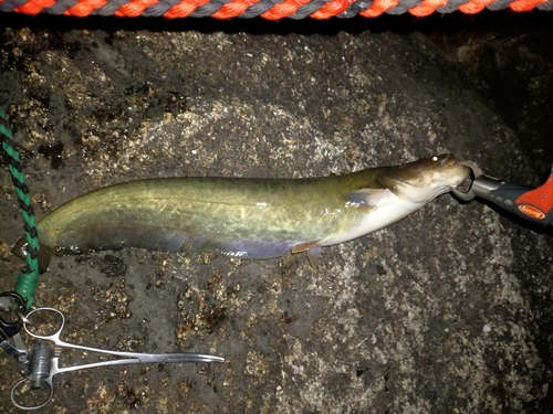 マナマズの釣果