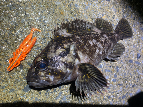 ハチガラの釣果