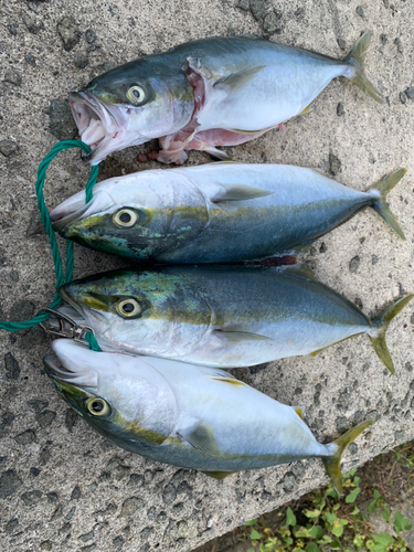 ハマチの釣果