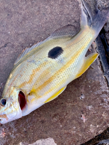 クロホシフエダイの釣果